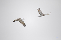 Sandhill Cranes 3531